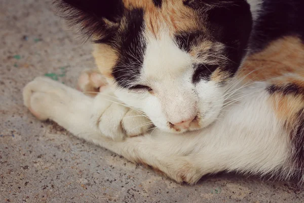 Кошачий сон — стоковое фото