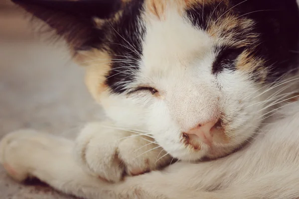 Duerme gato — Foto de Stock