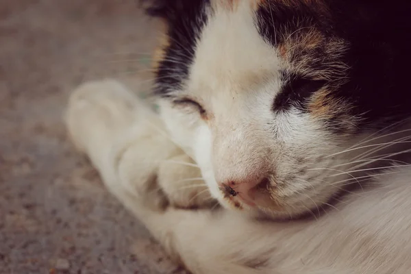 मांजर झोप — स्टॉक फोटो, इमेज