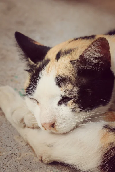 Кошачий сон — стоковое фото