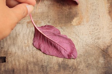 ahşap bir vintage üzerinde kırmızı ıspanak