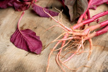 ahşap bir vintage üzerinde kırmızı ıspanak