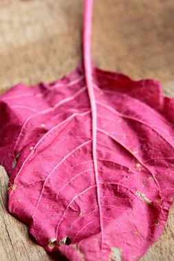 ahşap bir vintage üzerinde kırmızı ıspanak