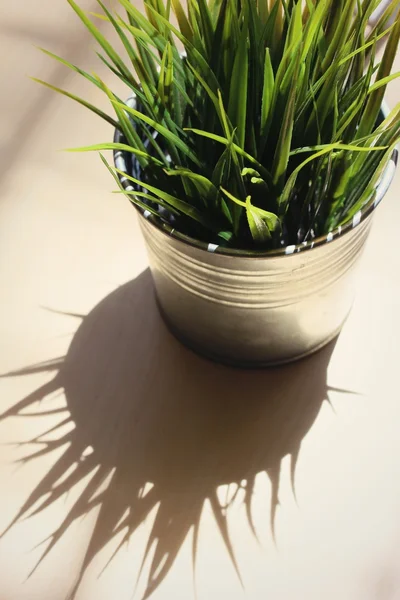 Green grass and shadows — Stock Photo, Image