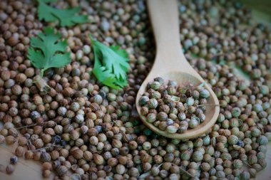 Taze kişniş ve kurutulmuş tohumları