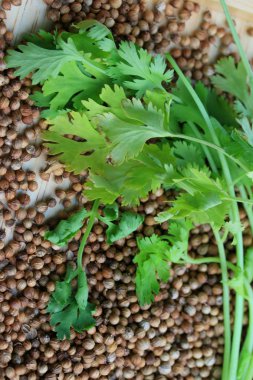 Taze kişniş ve kurutulmuş tohumları