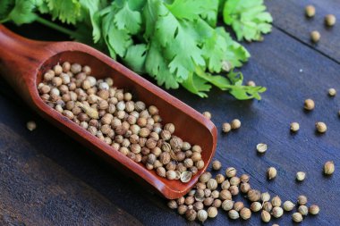 Taze kişniş ve kurutulmuş tohumları