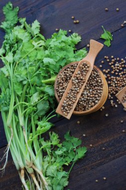 Taze kişniş ve kurutulmuş tohumları