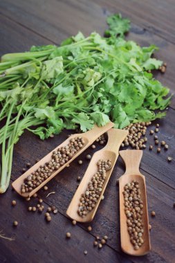 Taze kişniş ve kurutulmuş tohumları