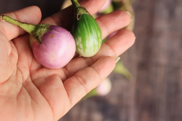 Verse aubergine — Stockfoto