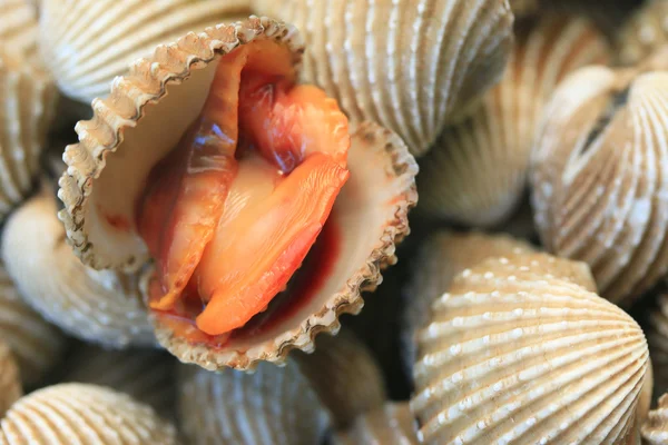 Herzmuscheln — Stockfoto