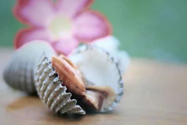 Cockles with pink flowers — Stock Photo, Image