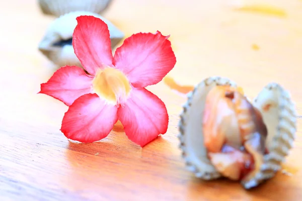 Cockles aux fleurs roses — Photo
