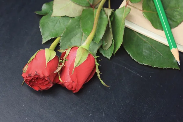 Róża czerwona Zdjęcie Stockowe