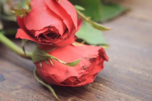 Red rose — Stock Photo, Image