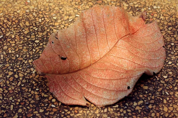 Sèche les feuilles avec ombre — Photo