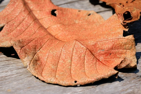 Asciuga foglie con ombra — Foto Stock