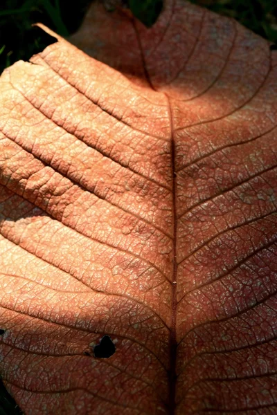 Dries bladeren met schaduw — Stockfoto