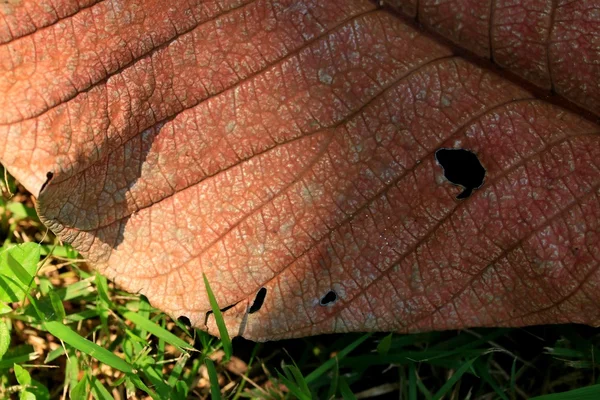 Seca hojas con sombra — Foto de Stock