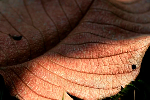シャドウと乾燥葉 — ストック写真