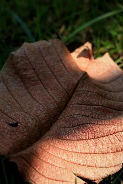 Dries bladeren met schaduw — Stockfoto