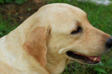 Labrador köpek uyuyor