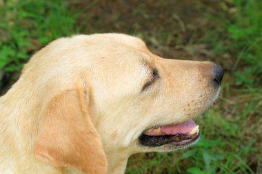 Labrador köpek uyuyor
