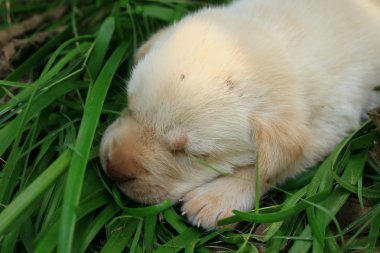Labrador köpek uyuyor