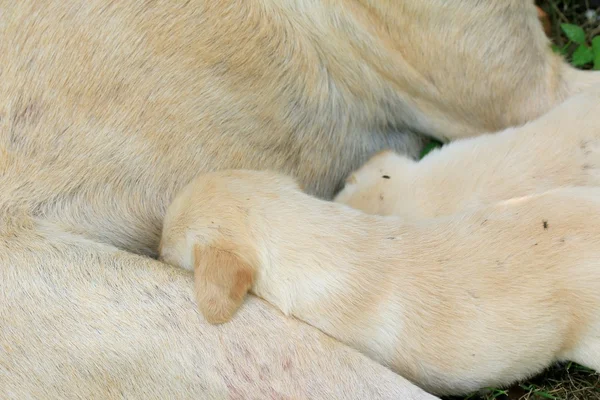 Labrador dog is sleeping — Stock Photo, Image