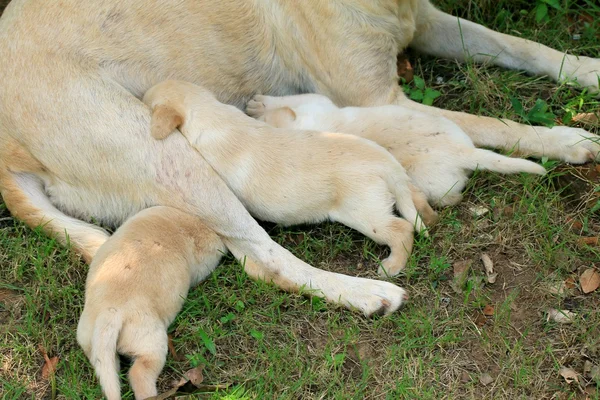 Labrador-Hund schläft — Stockfoto