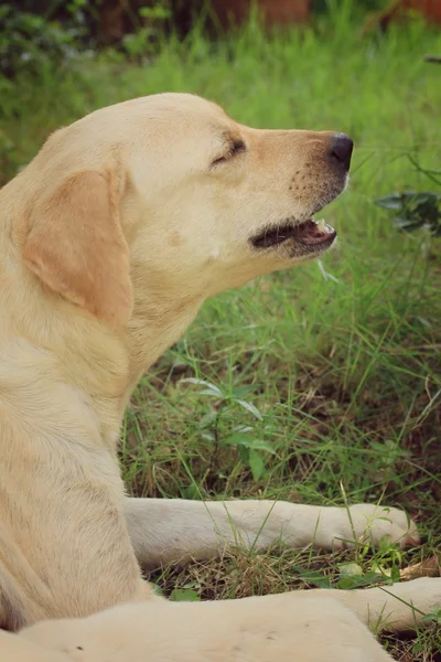 Labrador hund sover — Stockfoto