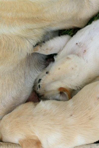 Labrador dog is sleeping — Stock Photo, Image