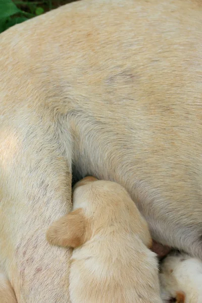 Labrador dog is sleeping — Stock Photo, Image