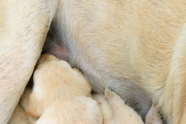 Labrador hond slaapt — Stockfoto