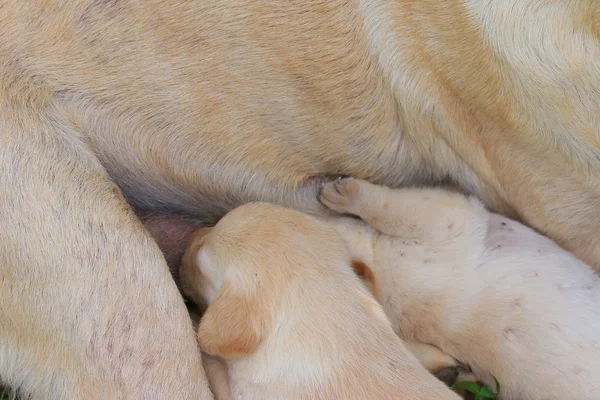 Labrador pes spí — Stock fotografie