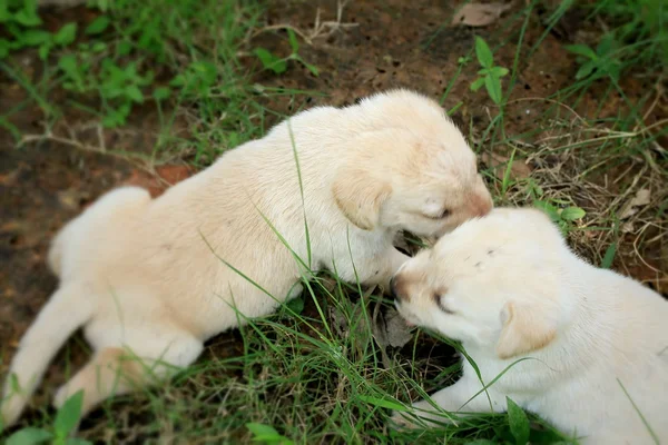 Labrador hund sover — Stockfoto