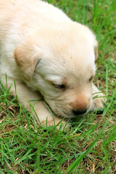 Labrador pes spí — Stock fotografie