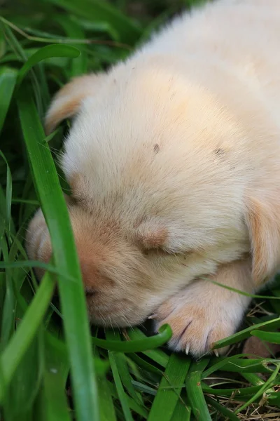 Labrador köpek uyuyor — Stok fotoğraf