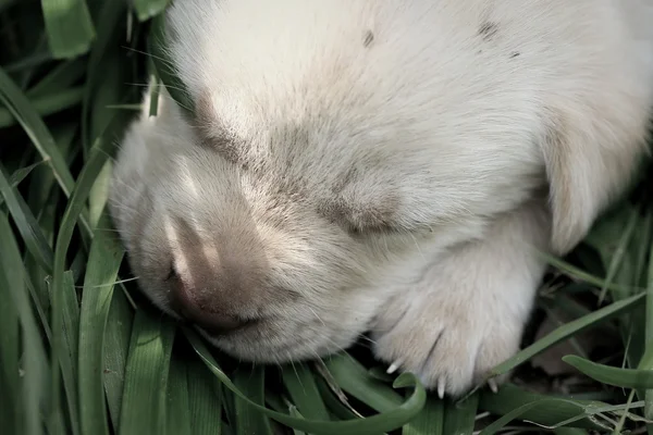 Labrador dog is sleeping — Stock Photo, Image