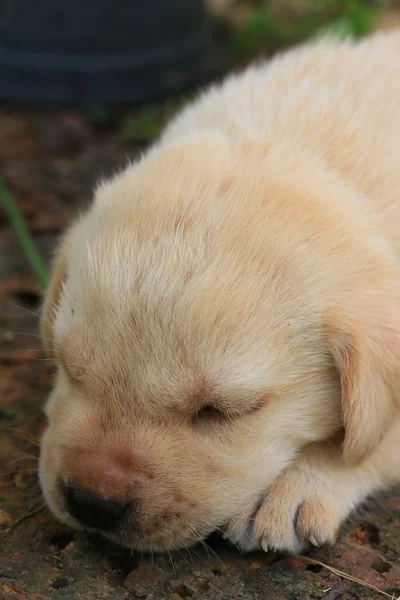 Labrador pes spí — Stock fotografie