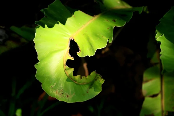 Grüne Blätter Hintergrund Jahrgang — Stockfoto