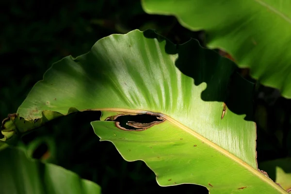 Green leaves background vintage — Stock Photo, Image