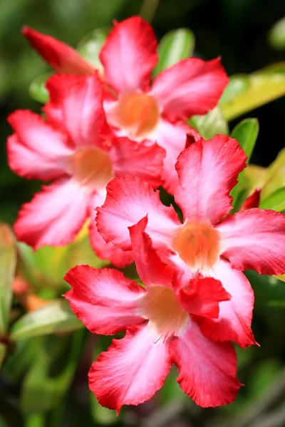 Impala liljefett - rosa blomster – stockfoto