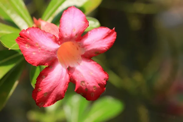 Impala Lilie Adenium - rosa Blüten — Stockfoto