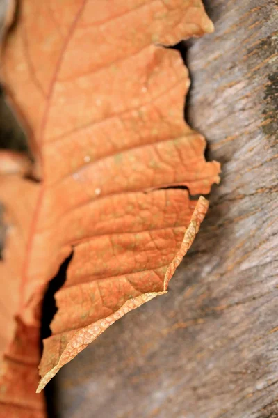 Asciuga foglie su legno — Foto Stock