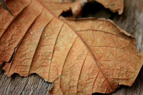 Asciuga foglie su legno — Foto Stock