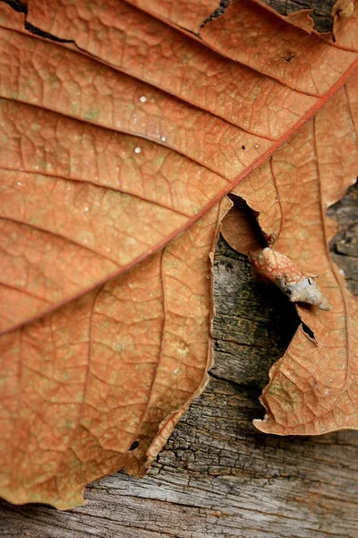 Сушить листя на дерев'яному — стокове фото