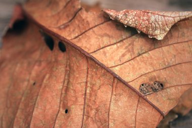 ahşap yapraklarda kurur