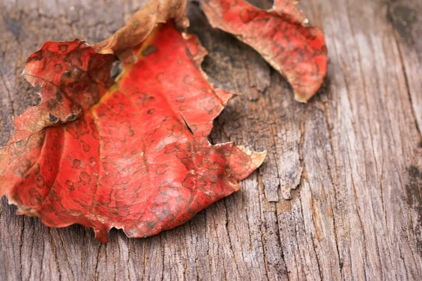 Seca las hojas sobre la madera — Foto de Stock