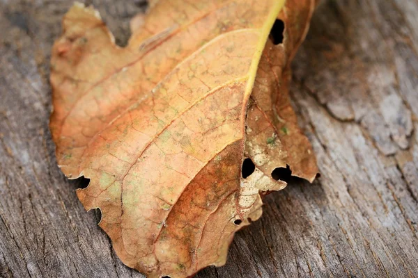 木製の乾燥葉 — ストック写真